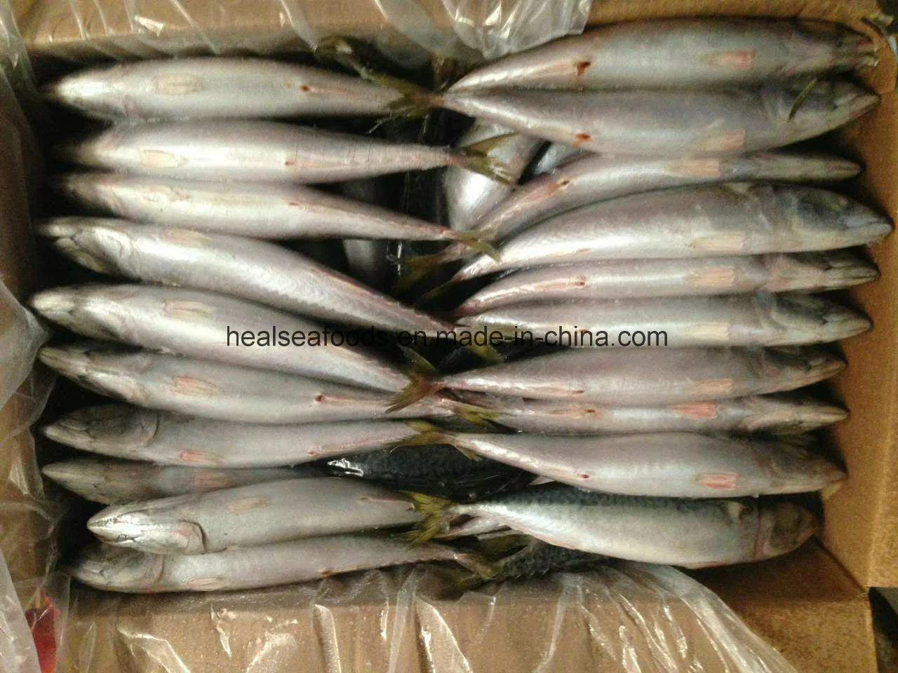 Mackerel Frozen on Land Pacific Mackerel