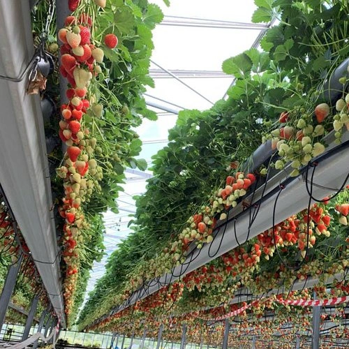 China Hydroponics Strawberry Growing System Suppliers Agricultural Greenhouse Metal Frame for Sale