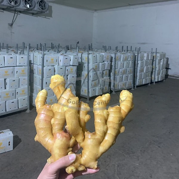 Supplier From China for Sale Fresh Dried Ginger