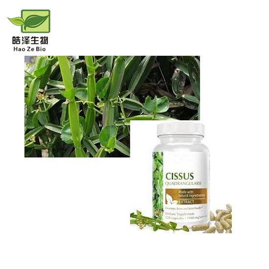 Bulk Cissus Powder Cissus Quadrangularis Powder Cissus Quadrangularis Extract