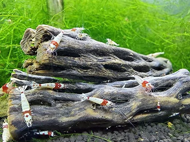 Natural Cholla Wood for Aquarium, Fish Tanks, Shrimp, Hermit Crab Decorations, Reptile Habitats - 4 and 6 Inch Driftwood