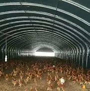 Steel Structure Henhouse From Qingdao Xgz Steel Structure for Chicken Farming Quality Steel Structure