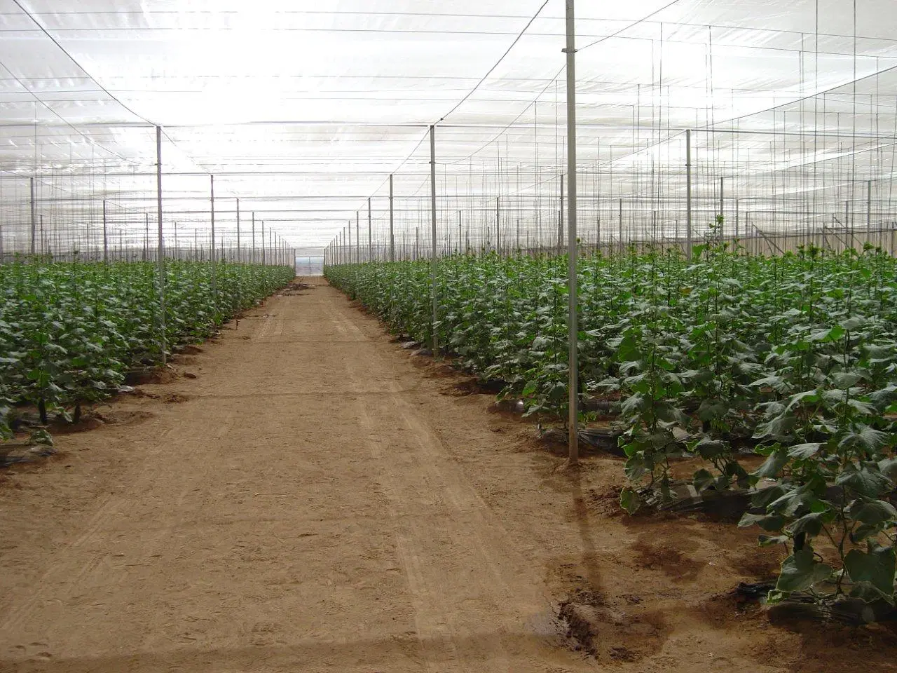 Greenhouse Sun Shade Netting/Sun Shade Cloth