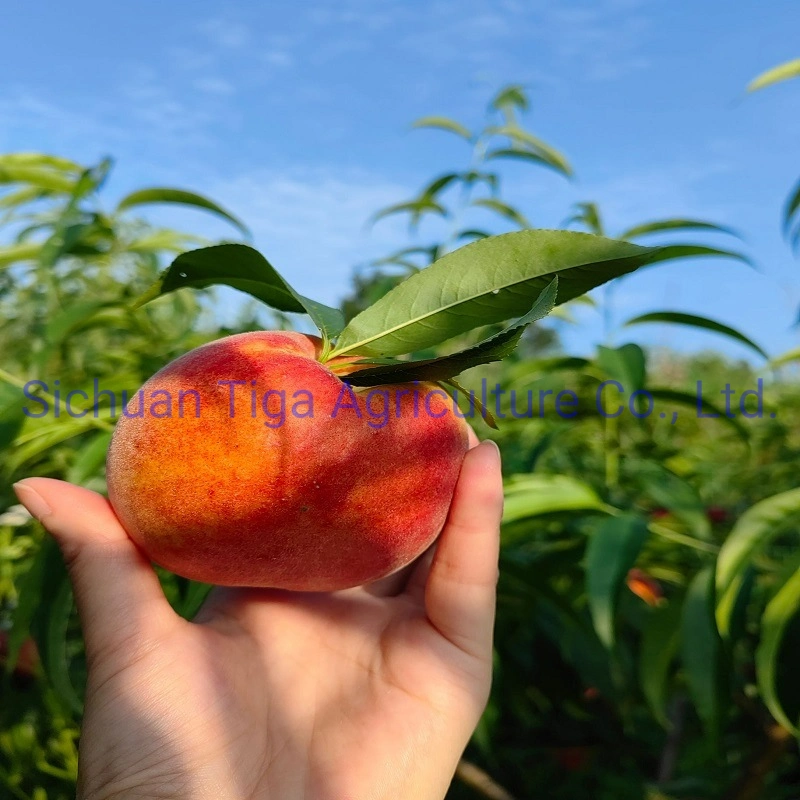 Whole Sale Large Shape Sweet Fresh Premium Quality No Heavy Metal Peach