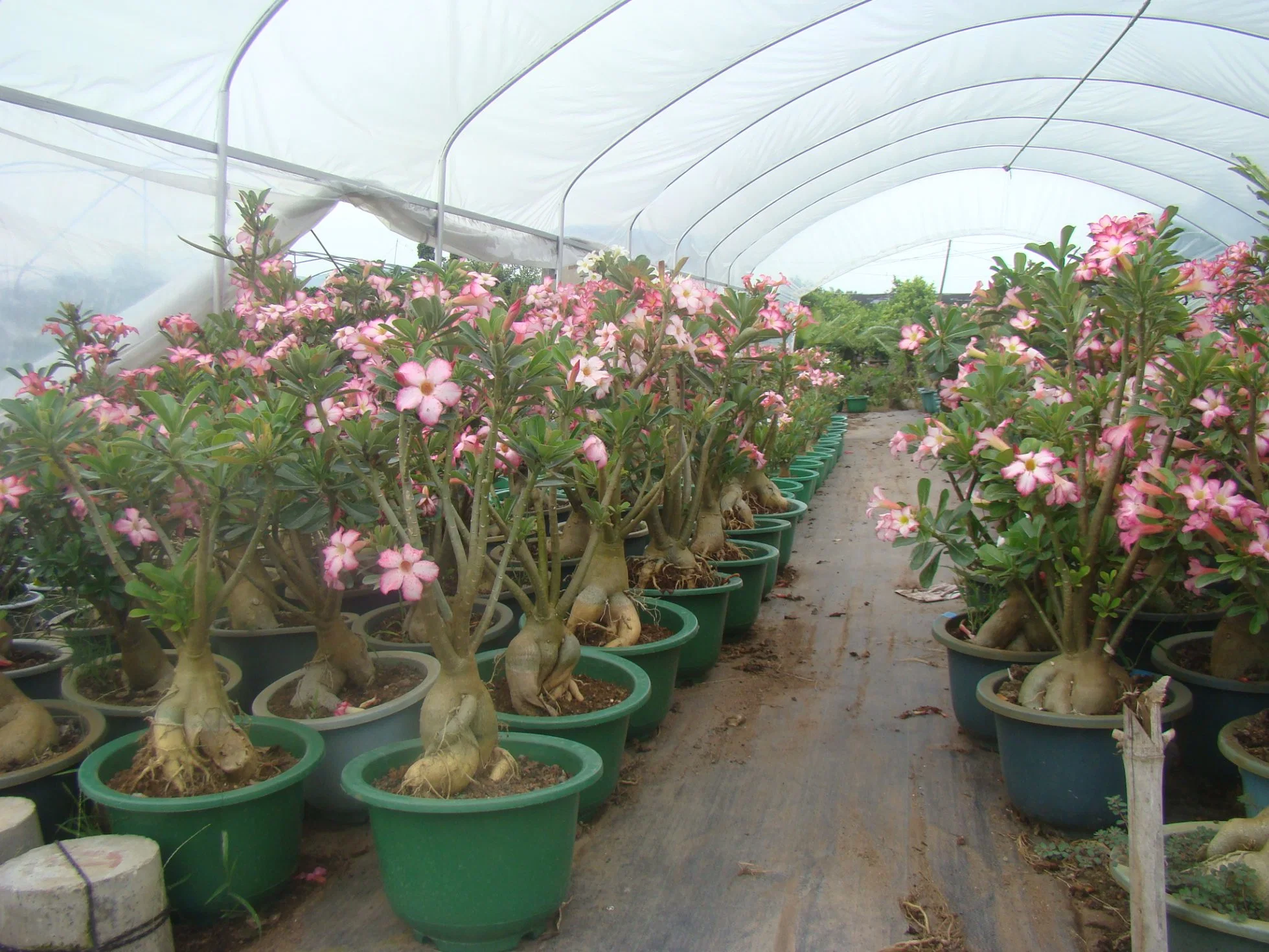 Desert Rose Plants Adenium Obesium 1/2/3 Years Old Seedlings