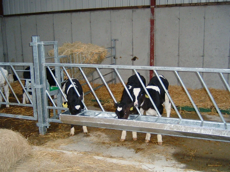 Milchviehbetrieb Trinkwasserrinne sparen in Big Cow Farm