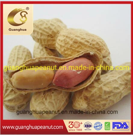 New Crop Roasted and Salted Peanut in Shell Healthy Delicous Luhua Haihua