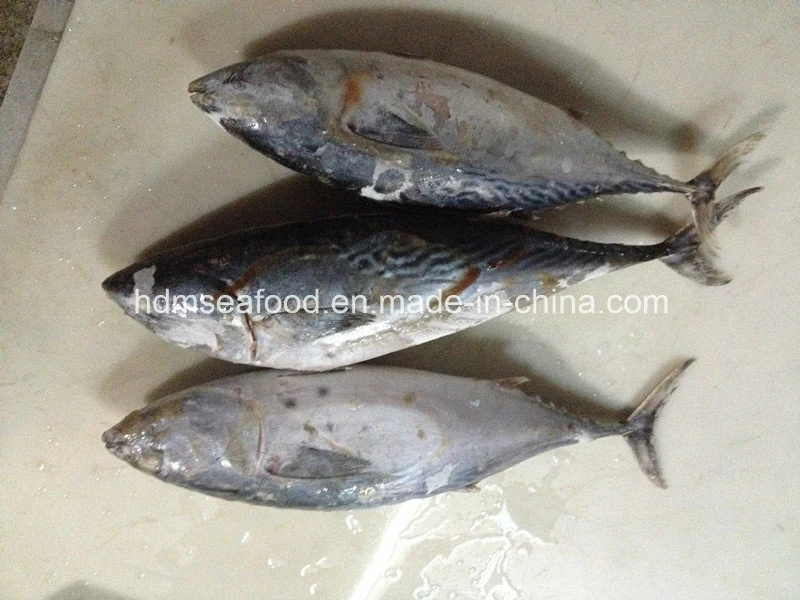 Big Size Frozen Bonito Fish