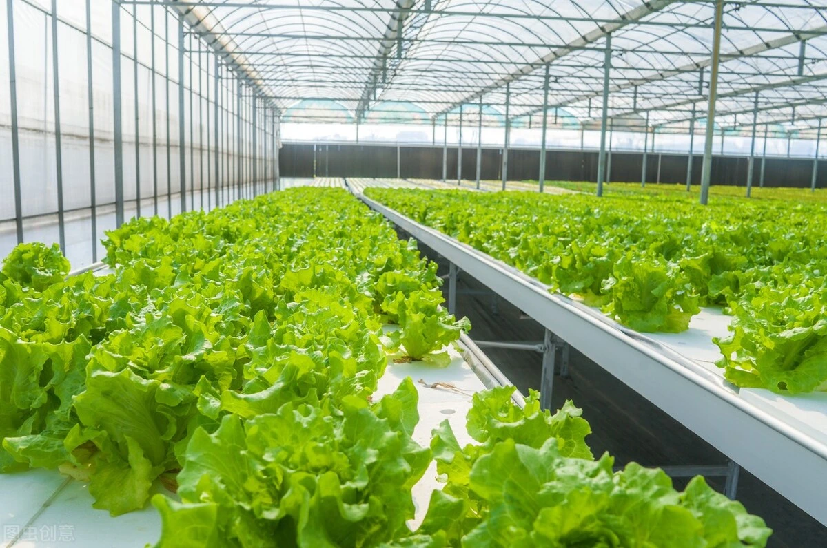 Large Automatic Intelligent Agricultural Serre Glass Green House with Soilless Culture Hydroponic Drip Irrigation System