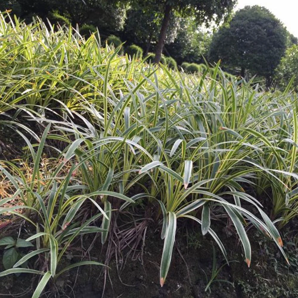 Lawn Grass Ophiopogon Japonicus Seeds/Radix Ophiopogonis Seeds