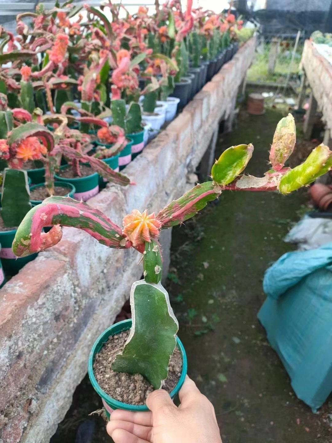 Hylocalycium Singulaye Cactus