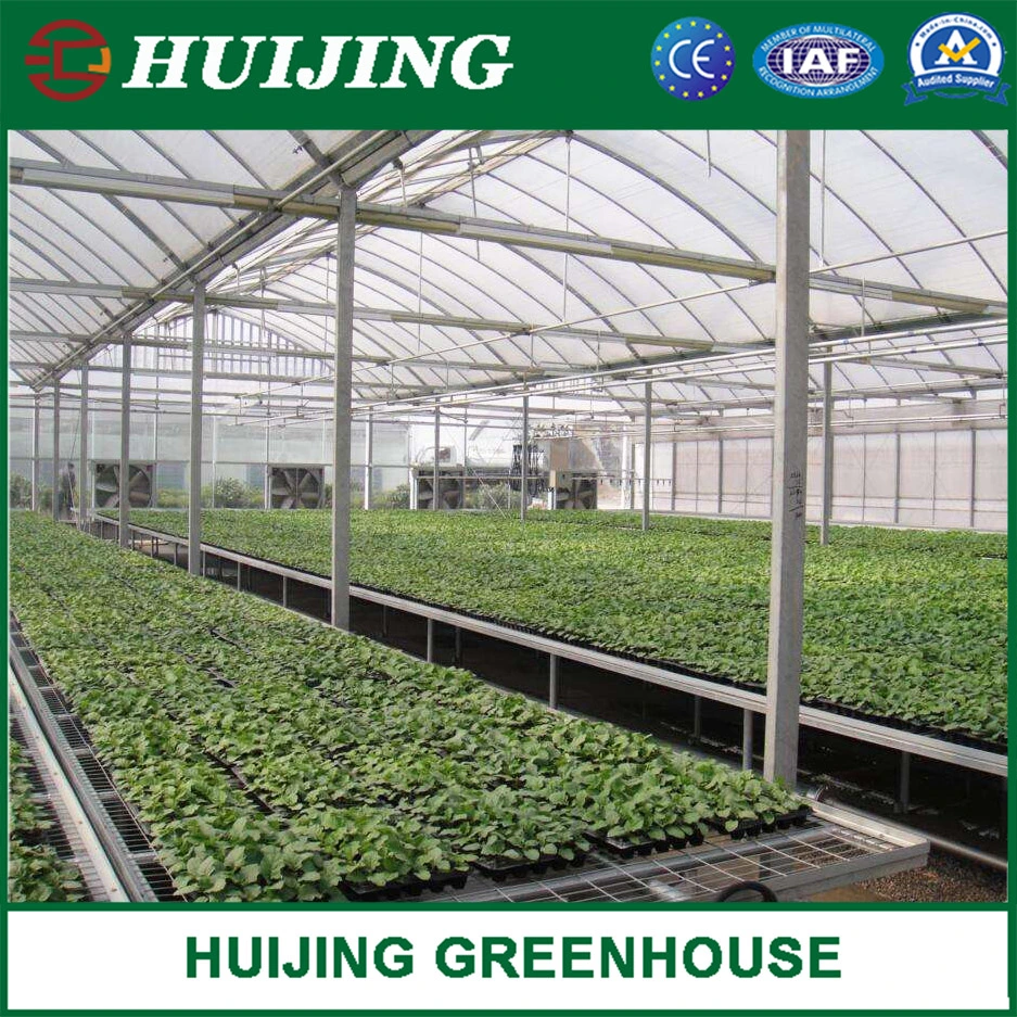 Agriculture Plastic Film Multi Span Greenhouse with Lettuce/Strawberry Hydroponics System