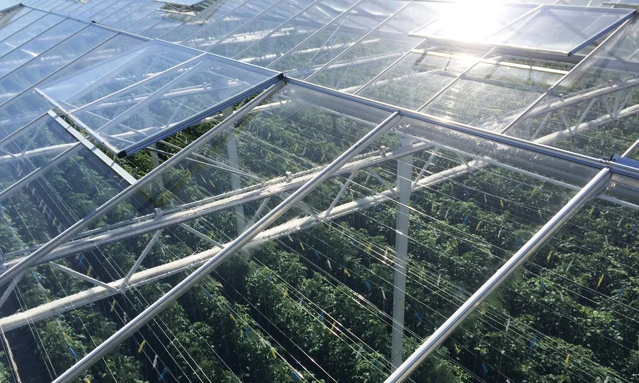 Factory Cheap Agricultural Multi-Span Greenhouse Glass for Vegetables