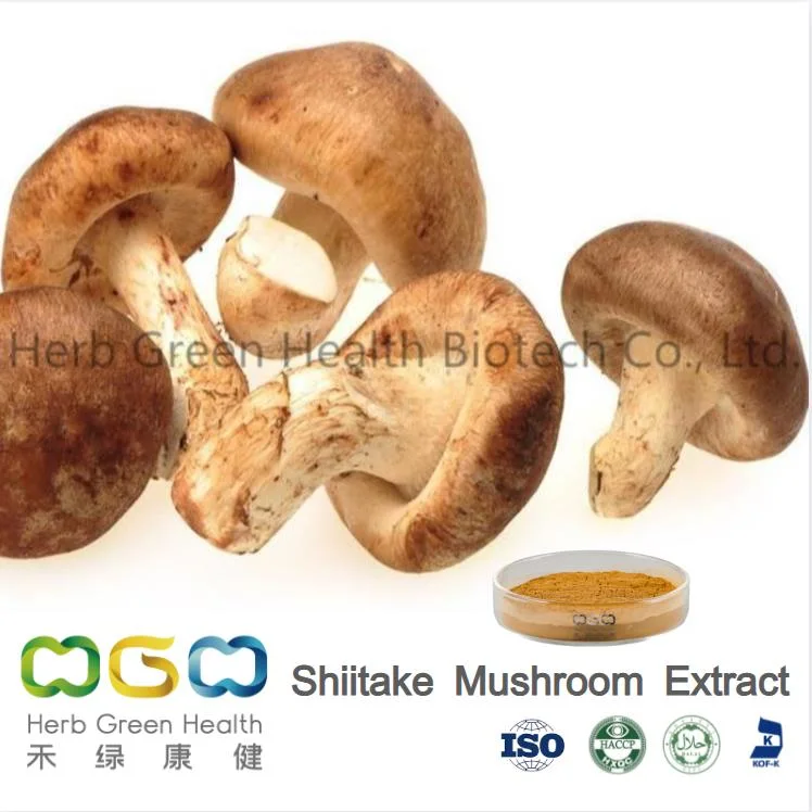 Lentinus edodes extracto en polvo de setas Shiitake polisacárido en polvo Extracto de un 30%
