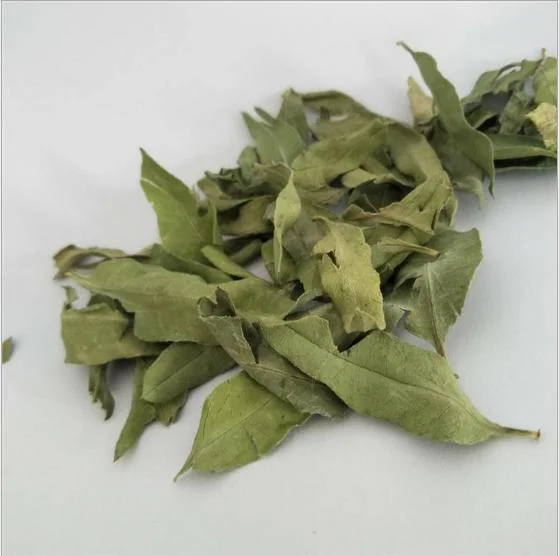 Luo Bu Ma fontes de fábrica venda por grosso de Medicina de ervas naturais Apocynum Venetum deixa para a saúde