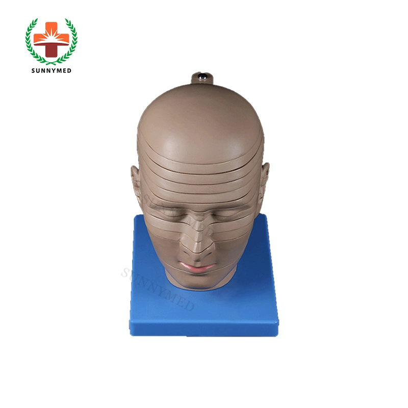 Sy-N087 sección Horizontal de cabeza y cuello humano Transection enseñanza modelo anatómico