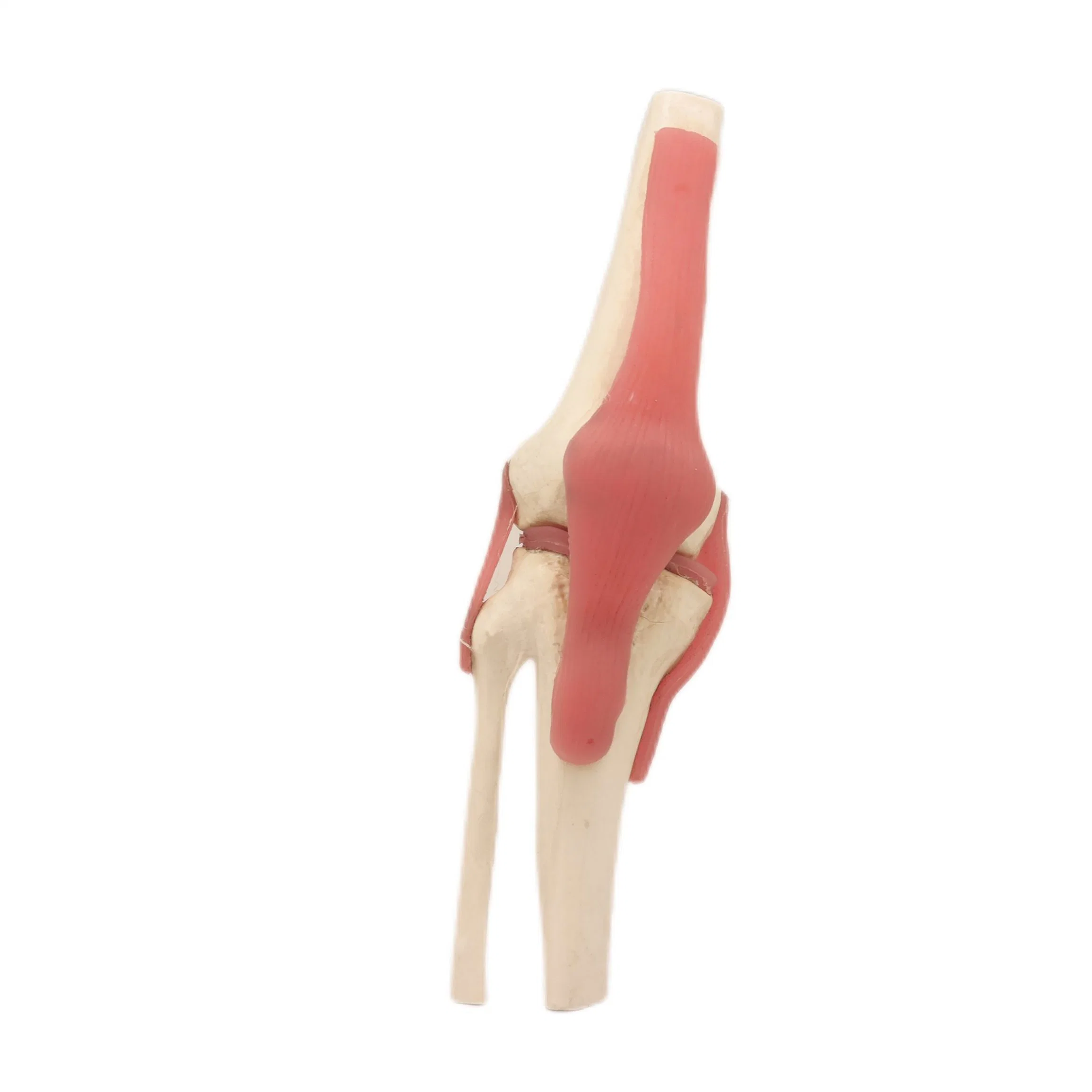 High Reproduction and Accuracy Medical Teaching Models Bone Color Human Teaching Skeleton Model of Knee Joint