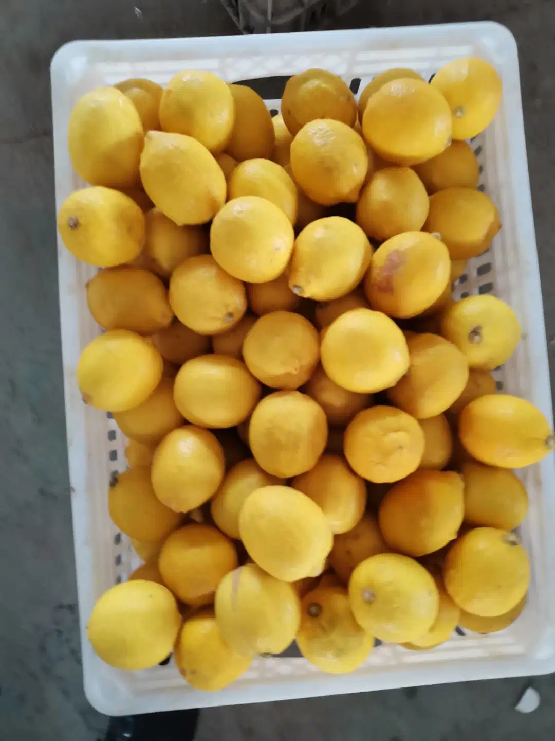 Fresh Fruits Wholesale/Supplier Fresh Citrus Fruit Yellow Lemon