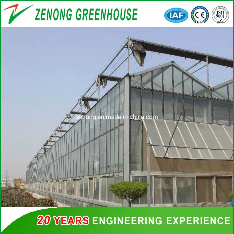 Hot DIP Galvanized Multi Span Gutter Glass PC Greenhouse for Hydroponics Vegetables