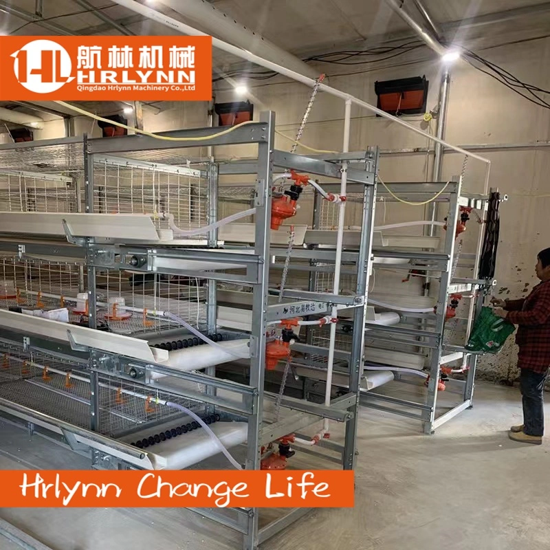 Africa Cheap Price H Type Automatic Battery Broiler Chicken Cage