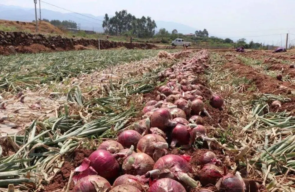 China Natural Vegetable Huge Good Quality Red Onion Yellow Onion Laiwu Manhing Supply