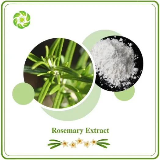 Extrato herbal saudável extrato de Rosemary ácido Ursolic antioxidante natural Rosemary Extrato de alecrim de óleo essencial