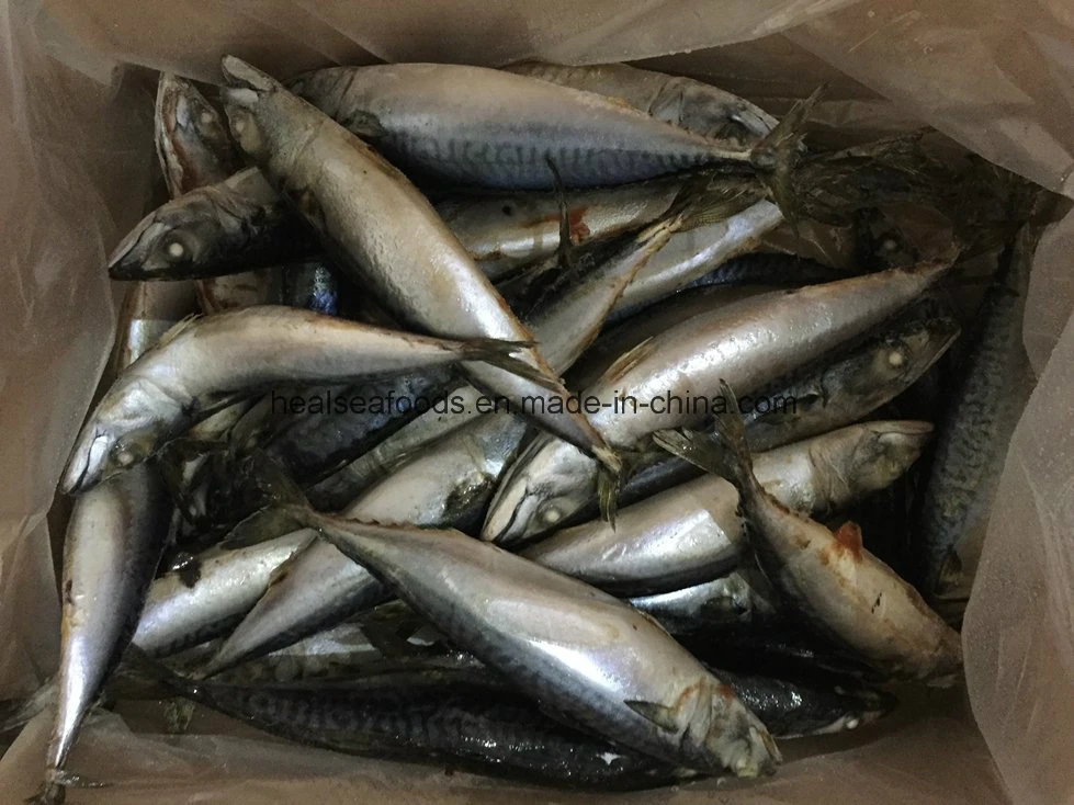 Good Quality Small Size Mackerel (100-120)