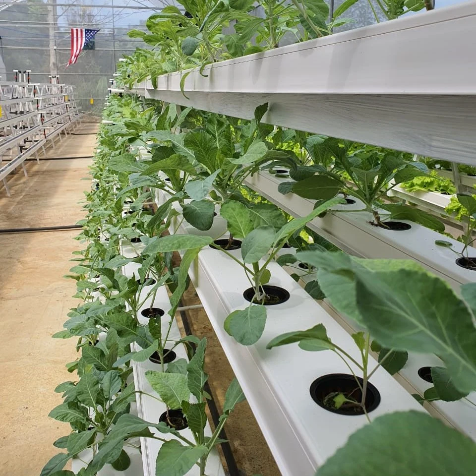 Hydroponics Greenhous Plastic Nft Channel Growing System Hydroponics Eqiupment with Irrigation System