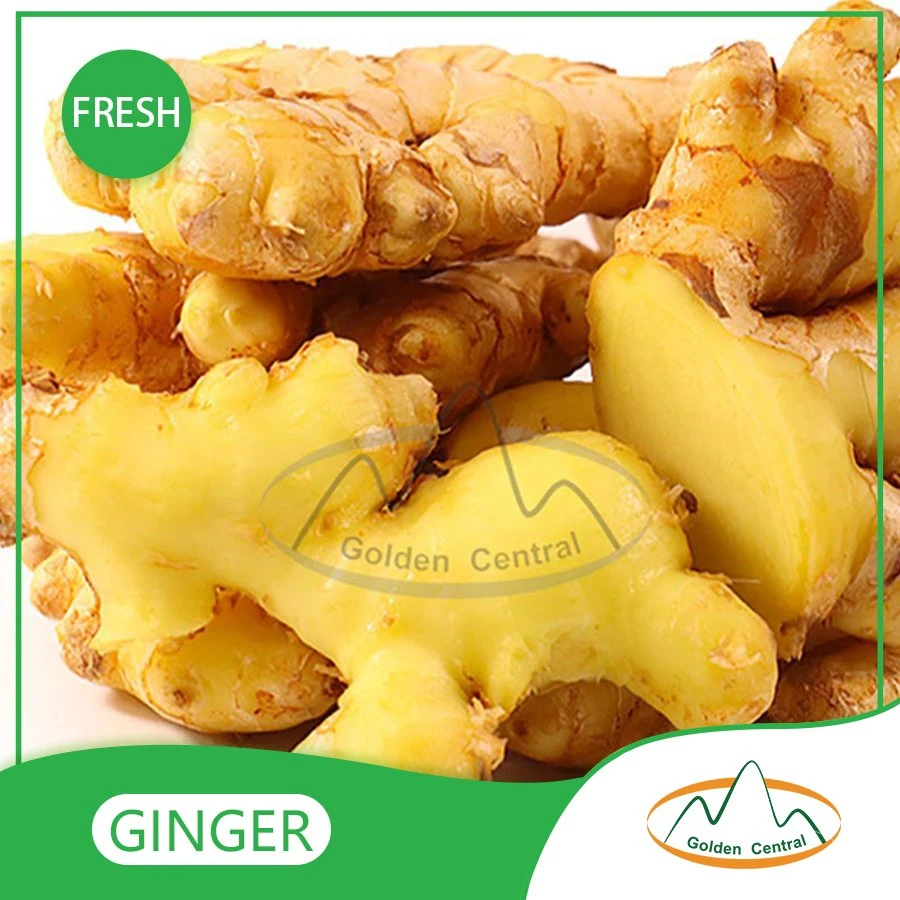 Wholesale/Supplier Organic Fresh Ginger in Best Cheap Price