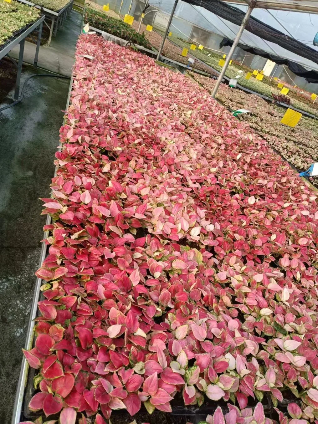 Plantule d'Aglaonema vivante Bonsai plante en bouchon plantules en ornement Culture tissulaire