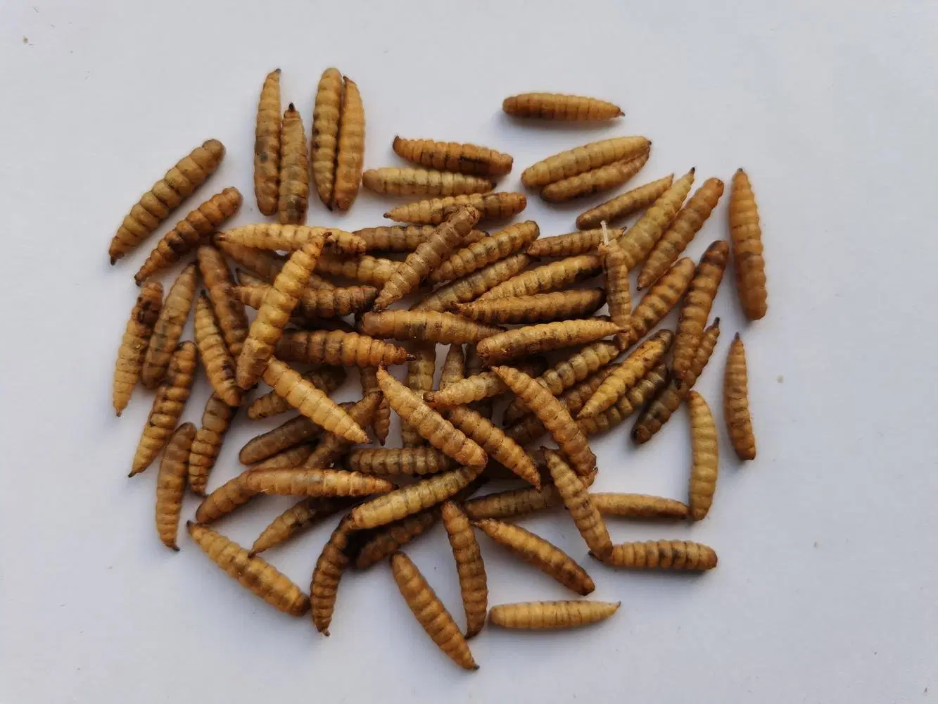 Secos alimentos para mascotas soldado negro las larvas de mosca (FBS)