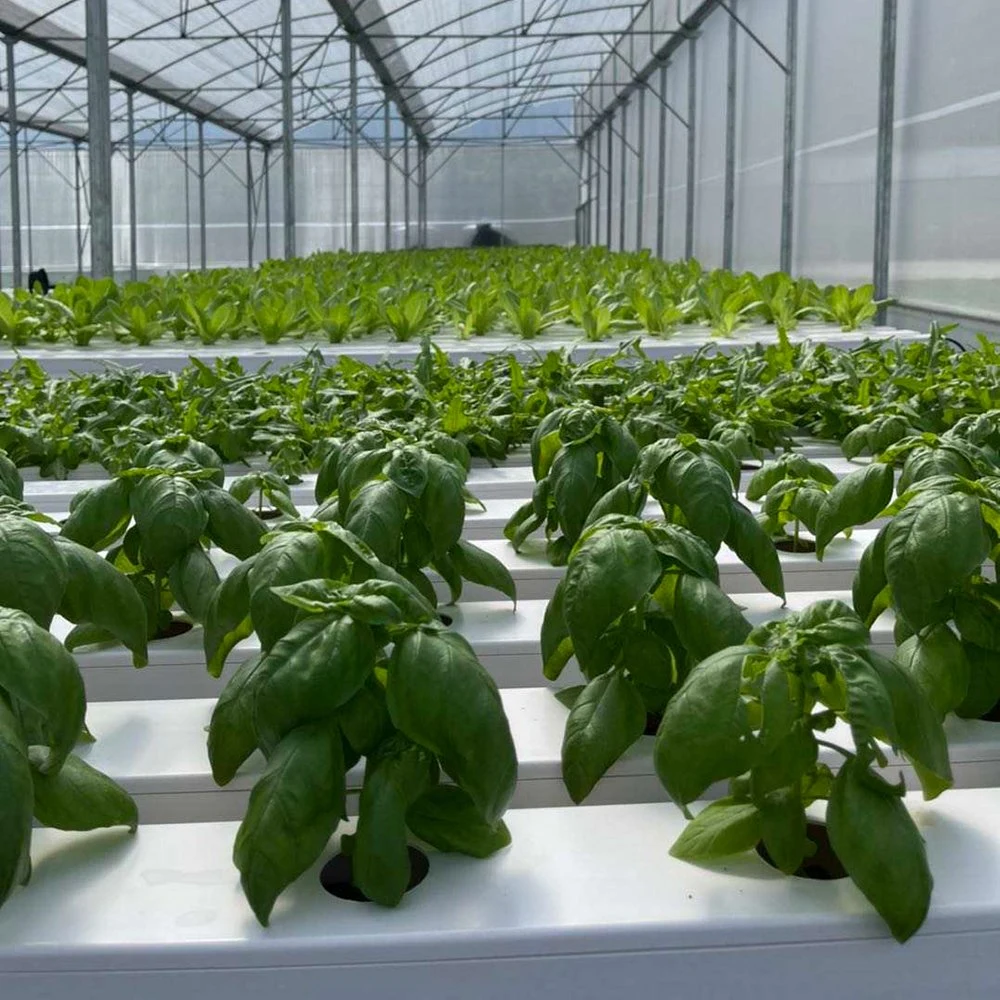 Nft Kanalsystem Hydroponic Landwirtschaft Nft Hydroponic System Professional China Hersteller