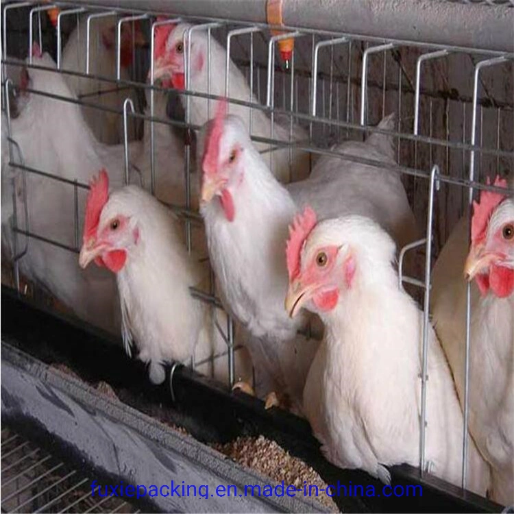 Supply Completely Automatic Laying Hen/Egg Layer Battery H Type Chicken Cages System