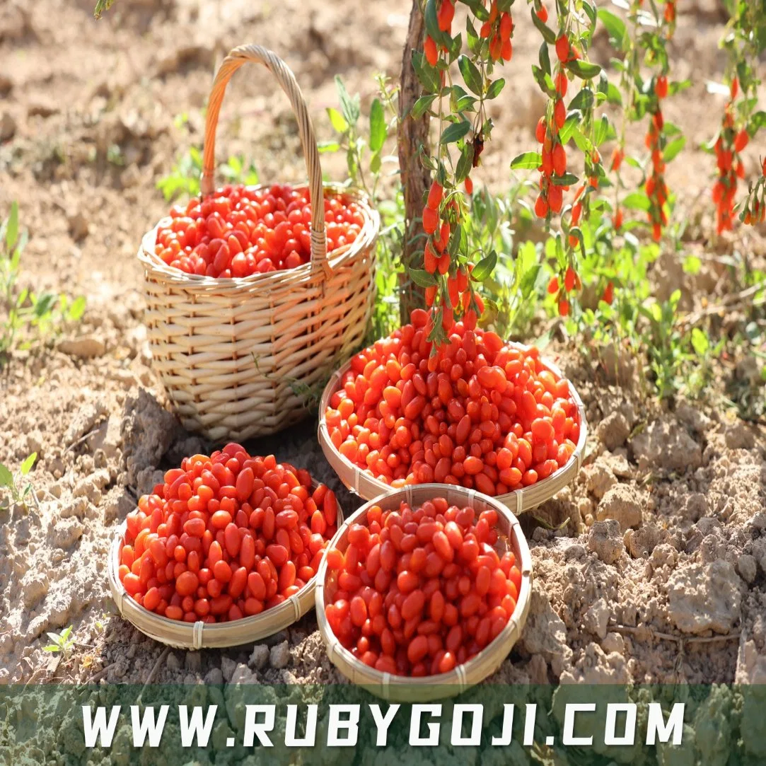 Nop orgânicas certificadas Goji Berry de Qinghai