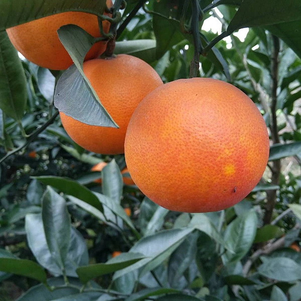 Atacado Orange Citrus Limon / Lemon Tree mudas de Myrica Rubra frutas Mudas de árvore