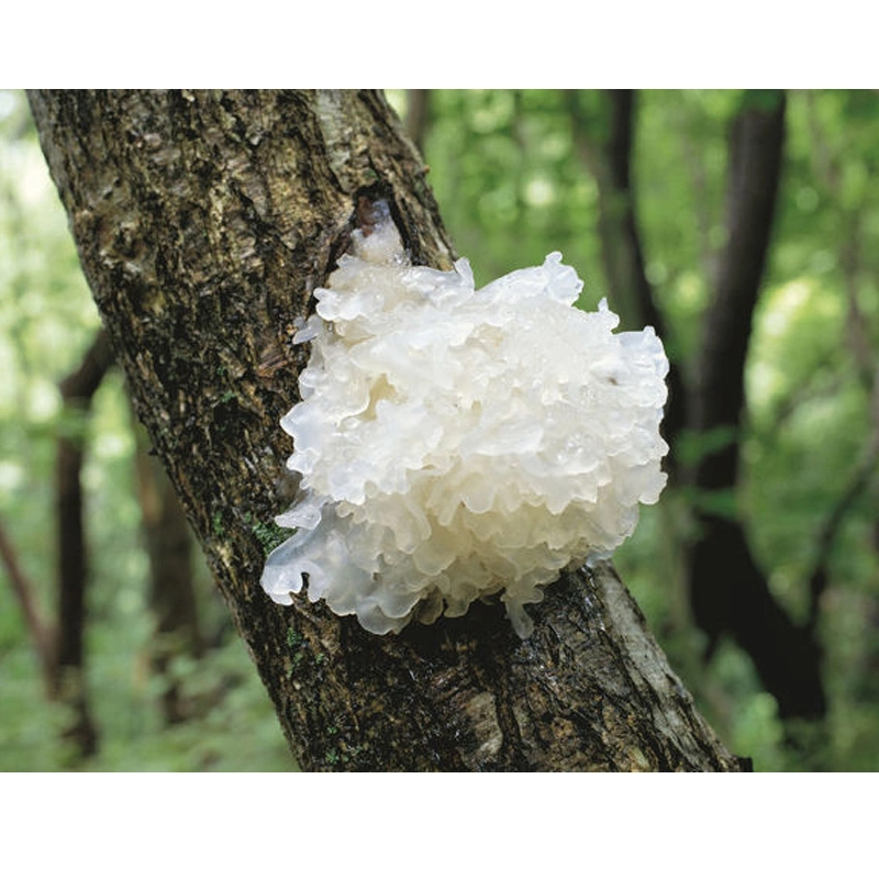 Polvo de tremella de setas certificado HACCP Extracto de tremella de setas polisacárido 30-60% Para inmunidad