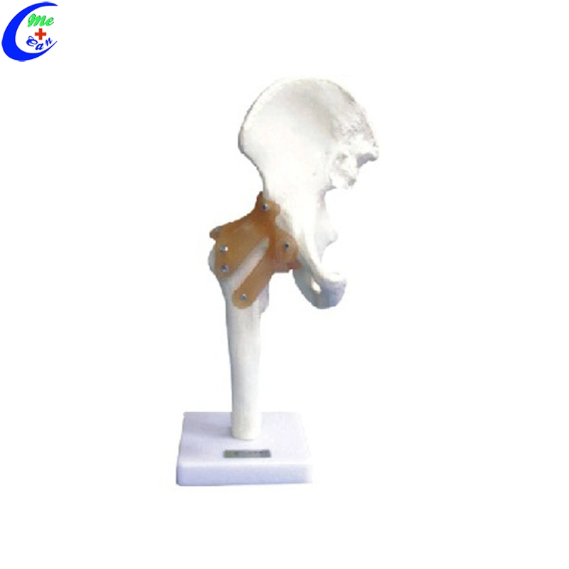 Shoulder Joint Model with Ligaments for Teaching