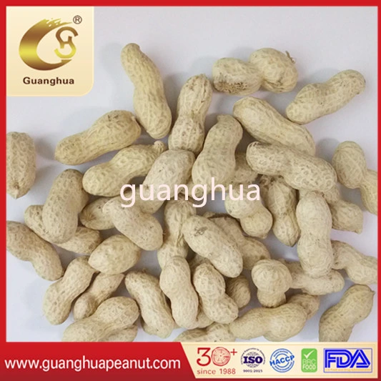 New Crop Roasted and Salted Peanut in Shell Healthy Delicous Luhua Haihua