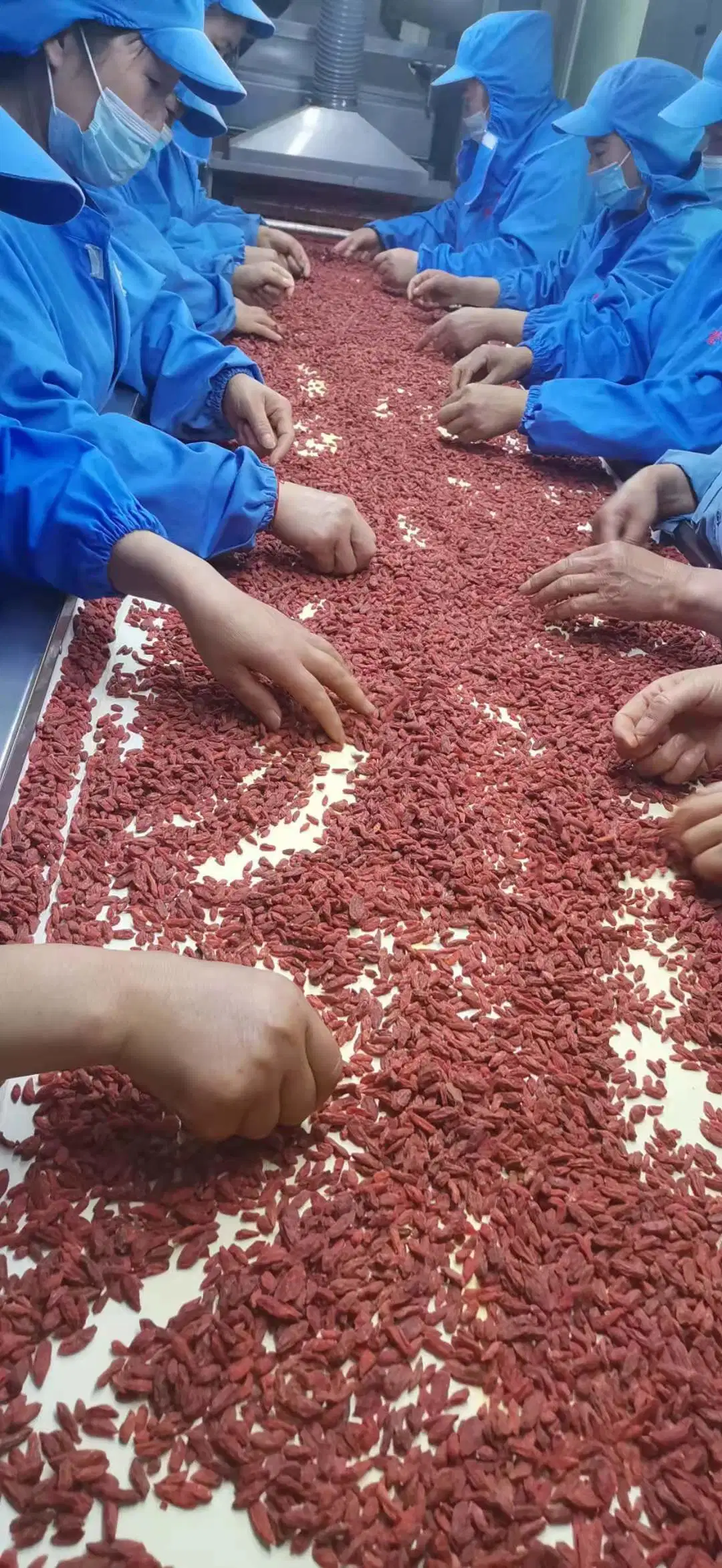 Hochwertige Gogyberries Rosinen Gemischte Trockenfrüchte