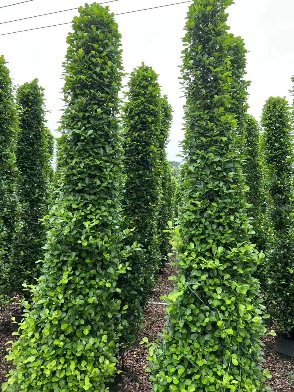 Ficus benjamina Dianella chino Banyan Ficus microcarpa árbol alto Bonsai plantas al aire libre en vivo