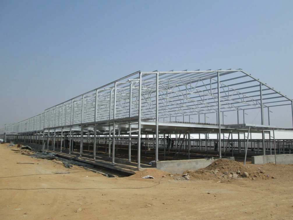 Hi-Hope Double 275GSM Galvanized Steel Structure Poultry Equipment House Building for Chicken Farm