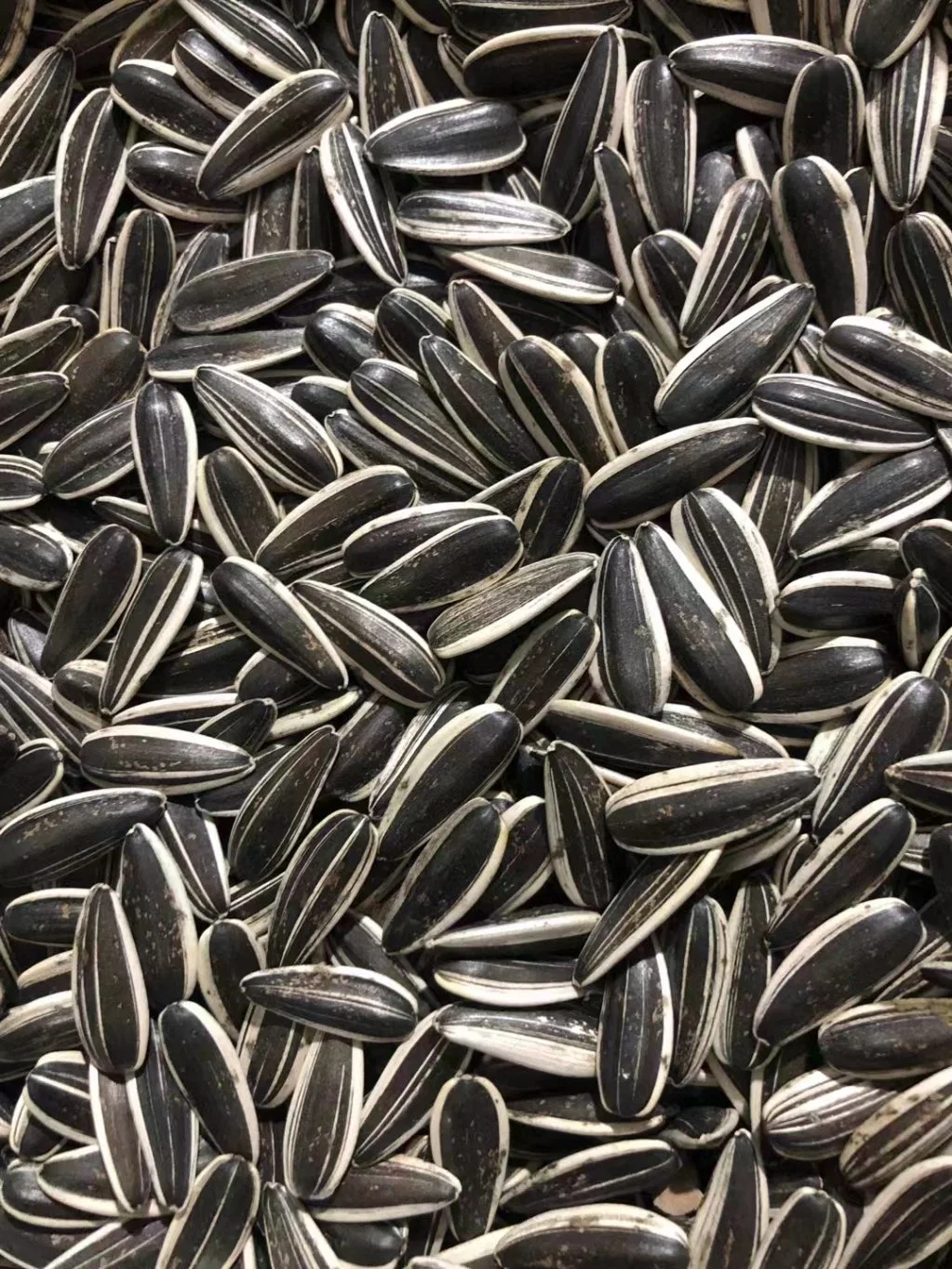 Halal Certificate Roasted Sunflower Seeds Wholesale