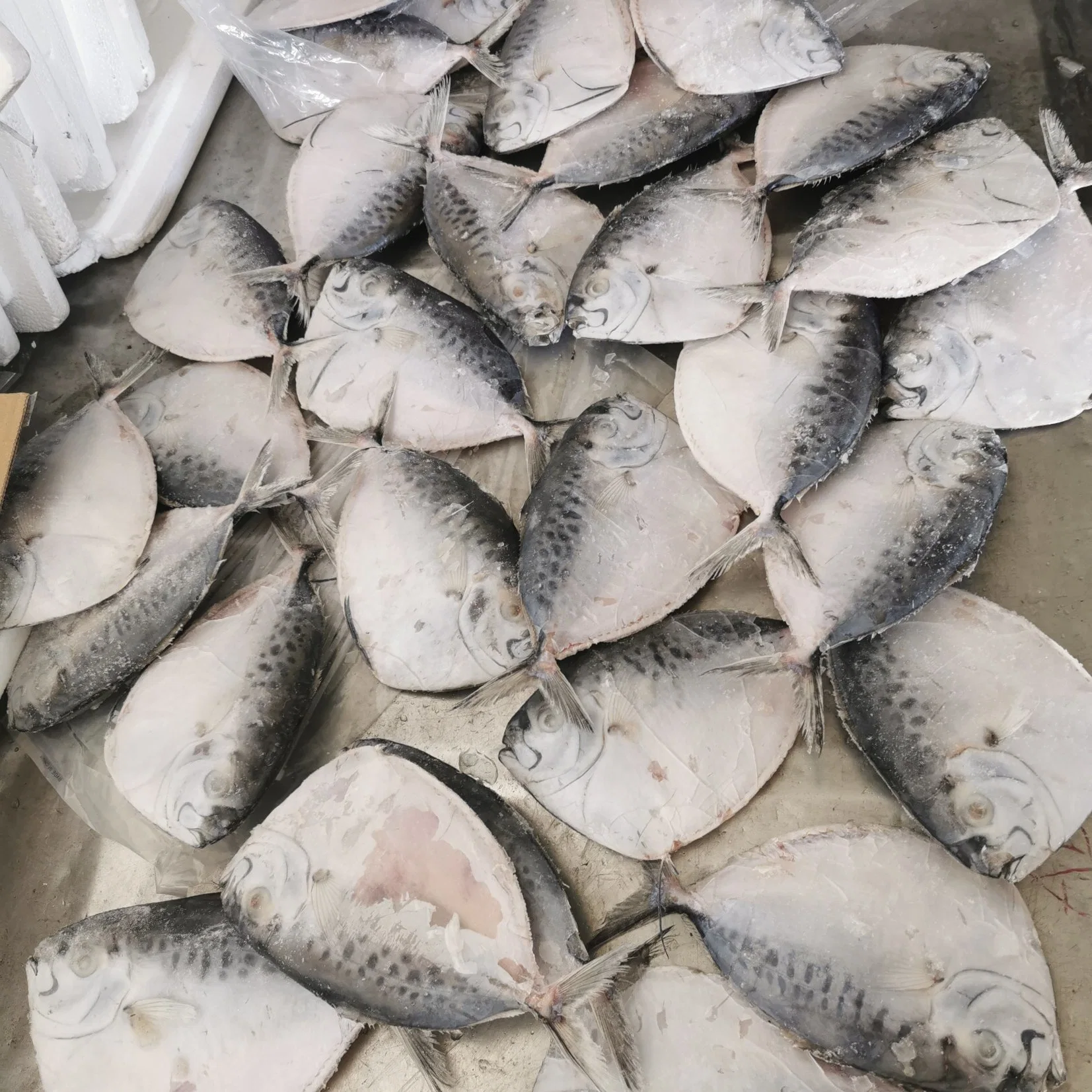 Frozen Whole Round Moon Fish Mene Maculata