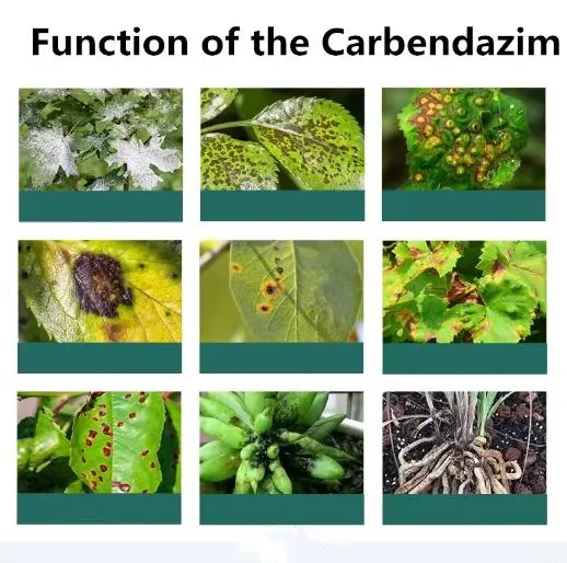 Alta eficiencia y baja toxicidad de agroquímicos inhalantes fungicida Carbendazim 98% Nº CAS 10605-21-7