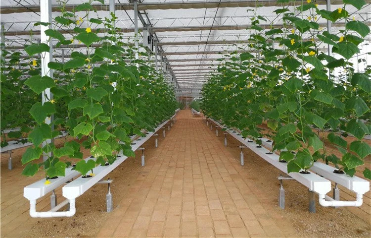 China Products Hydroponics System - Agriculture Planting Hydroponic Greenhouse