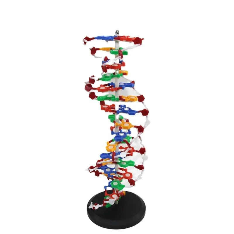 Biología Escuela de estudiantes Humanos Enseñanza Modelo de ADN de Color Educativo De PVC