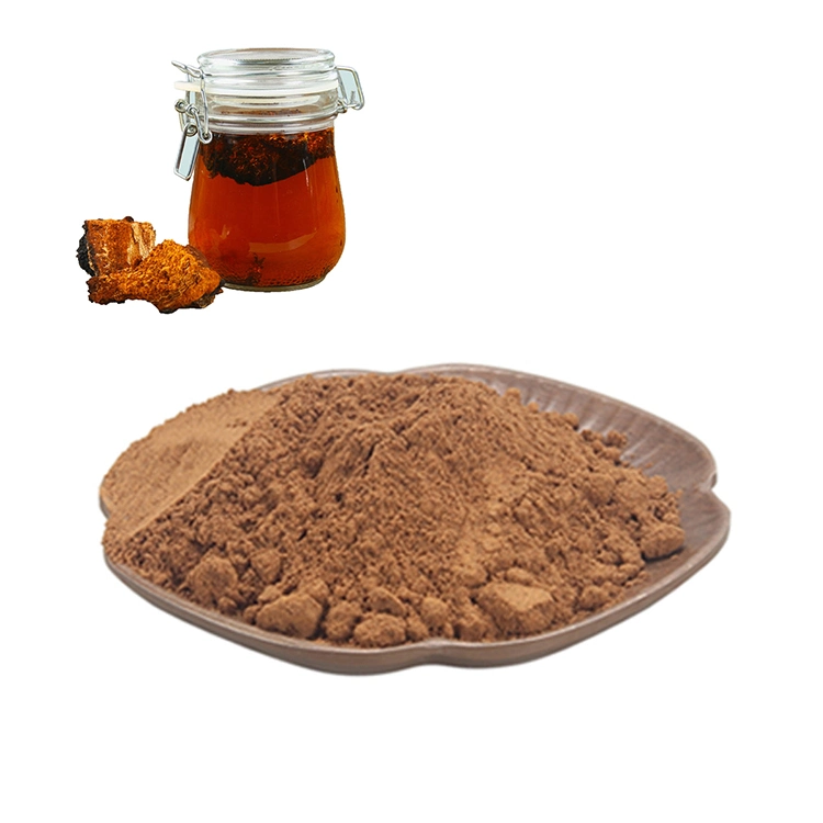 Hongo Chaga Inonotus orgánico Extracto de hongo Chaga hongo Chaga polvo polvo soluble en agua