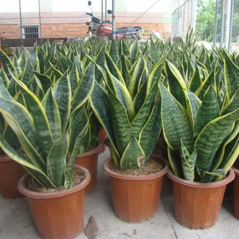 Hot Selling High Quality Sansevieria Dracaena Trifasciata Snake Plants for Sale