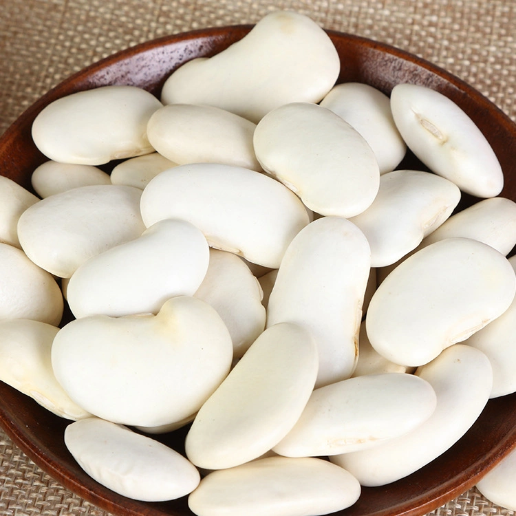 صينية جديدة للمحاصيل الفاصوليا البيضاء تصدير الحبوب الطبيعية الجافة فول كلى أبيض سكر