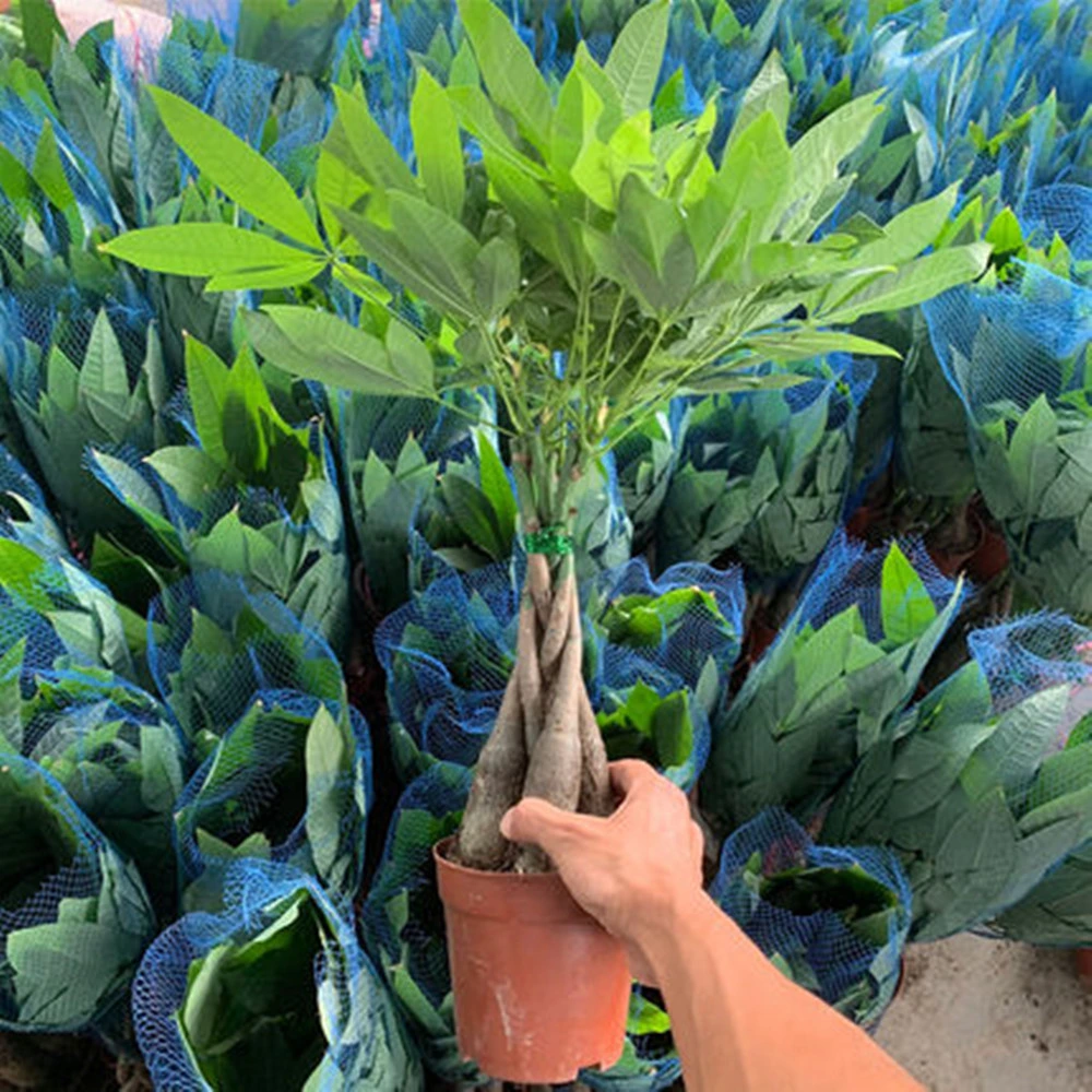 35cm Five-Braided Pachira Aquatica Money Tree Plant Indoor Real Live Plants Wholesale/Supplier